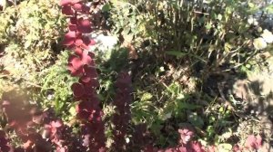 Скумпия Кожевенная. Украшение для вашего сада ! Уход и формирование.