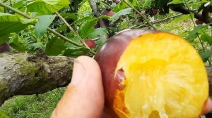 Слива Блек Голд