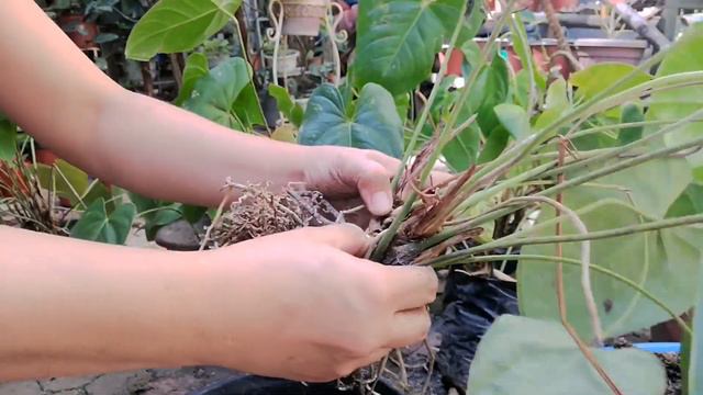 Paano Magtanim ng Anthurium / Paano Mag-alaga ng Anthuriums / Tips and Tricks Para sa mga Anthuriu смотреть онлайн