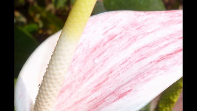 Anturios. Orlando Alvarado villasis смотреть онлайн