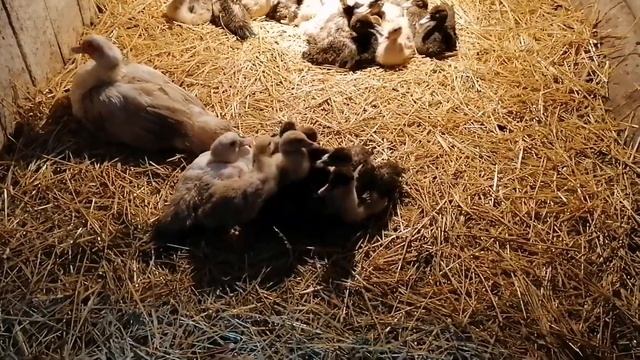 Индоутка и 40 утят / Всего больше 100 мускусных утят