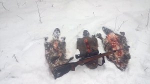 ЗАСТАВА М-70. 30-06. ПРОМЫСЕЛ БОБРА.