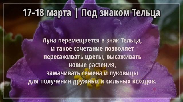 Март 2021 г. | Лунный календарь комнатных растений смотреть онлайн