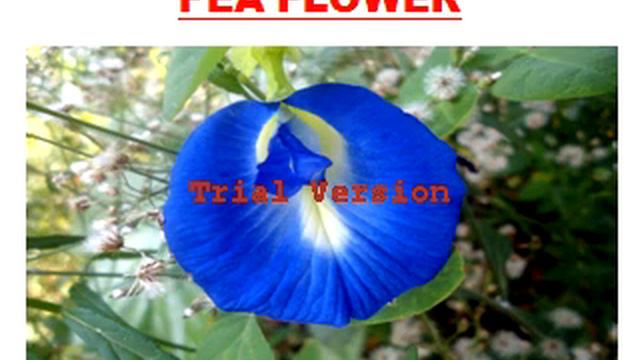 MORPHOLOGY OF FLOWERING PLANT CLASS XI BIOLOGY NCERT