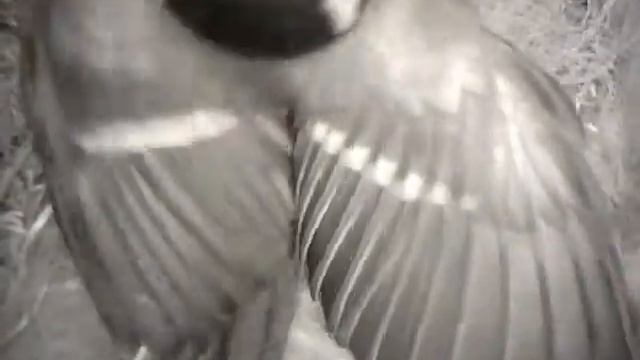 Синица охраняет свое гнездо от самца мухоловки-пестру смотреть онлайн