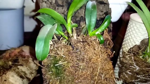 как чувствуютсебя мои блочники, Талумния, катллея и Изабилия, уход в домашних условиях. смотреть онлайн