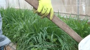 ОБЗОР  СИДЕРАТЫ ВЕСНОЙ. Какие сидераты нежелательно сеять весной. Горчица сидерат