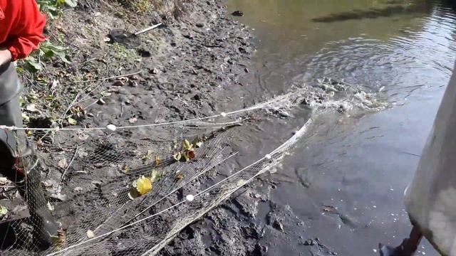Вылов карпа бреднем в моём пересохшем пруду. Закрываем сезон смотреть онлайн