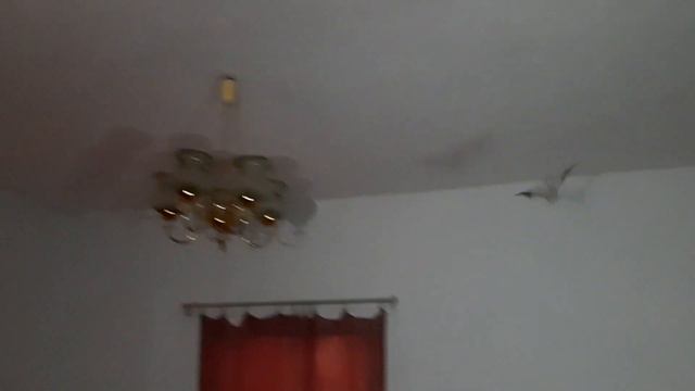 К нам ночью залетела мышка..🦇 смотреть онлайн