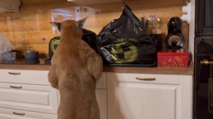 Воришка Месси в деле. Невозможно устоять..