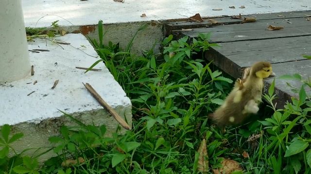 Озеро Дивное в Лазаревском смотреть онлайн