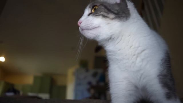 Talking Kitty Cat 62 - The Stink смотреть онлайн