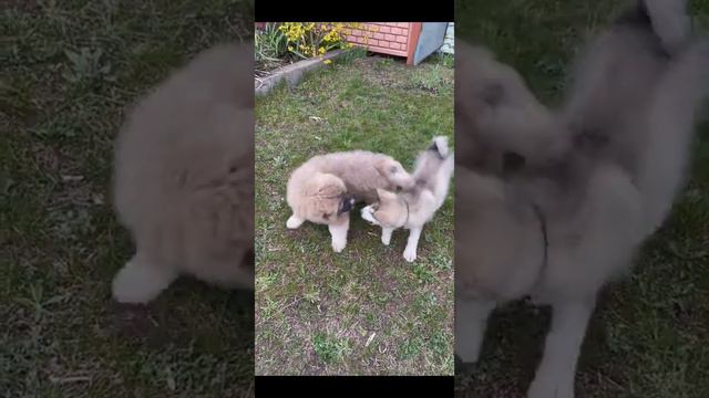Бой кавказской овчарки с маламутом. Игры собак смотреть онлайн