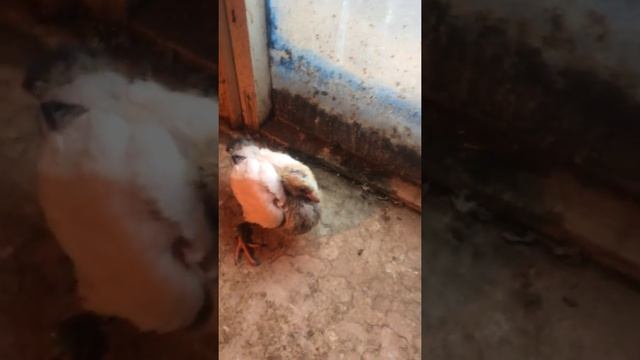 Пермские белоголовые пискуны смотреть онлайн