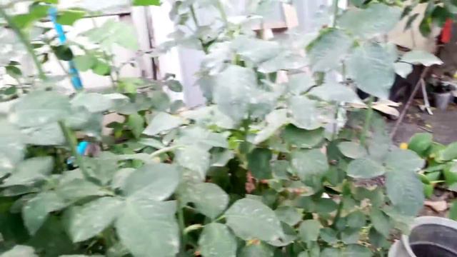 Малина в Октябре. Обрезка Роз. смотреть онлайн