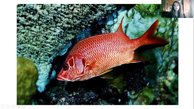 Кто такие рыбы смотреть онлайн