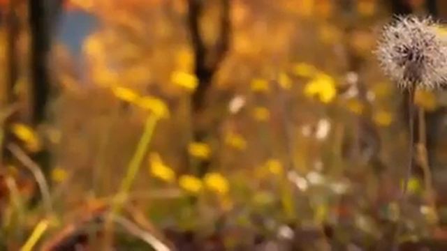 Michel Legrand - “Autumn Sadness” Saxophone смотреть онлайн