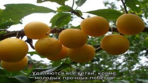 Фото с описанием солнечной алычи сорта Мара