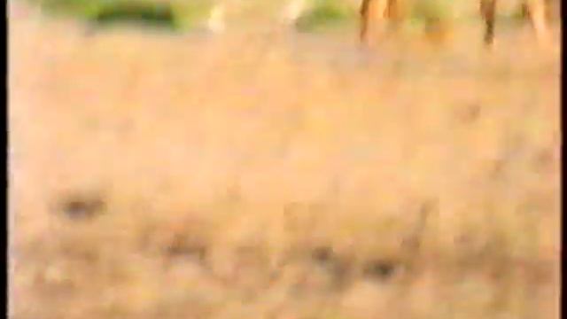 Запись из жизни воспитанников сыктывкарской школы интерната №1. 1989-1990 годы.