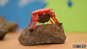 HexBug Жук в диких условиях