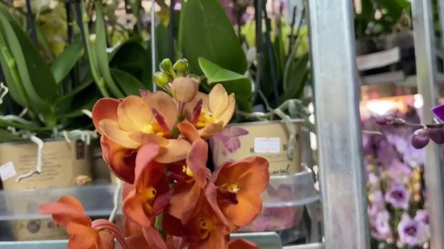 ? ПРОДАЖА ОРХИДЕЙ 19.07.23 Продажа редких орхидей. Ванды, Биг Липы, Орхидеи-БАБОЧКИ. Купить орхидею смотреть онлайн