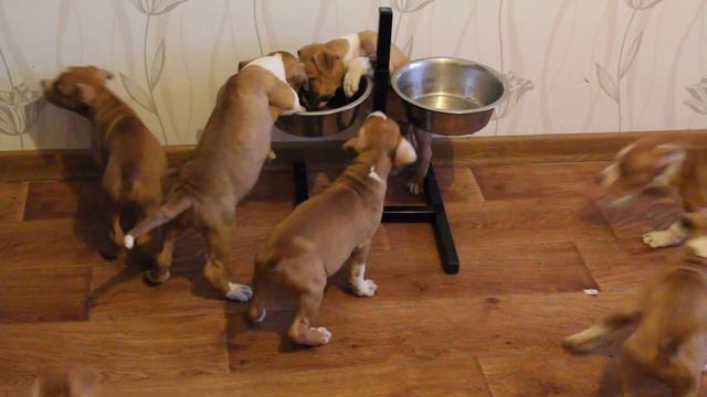 Стаффорды GaidJewel's kennel . А-шки. 2014г. смотреть онлайн