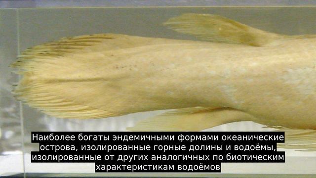 Эндемик смотреть онлайн