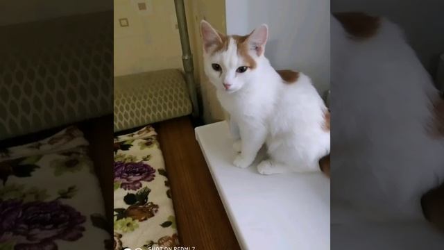 Наши кошки ищут дом! смотреть онлайн