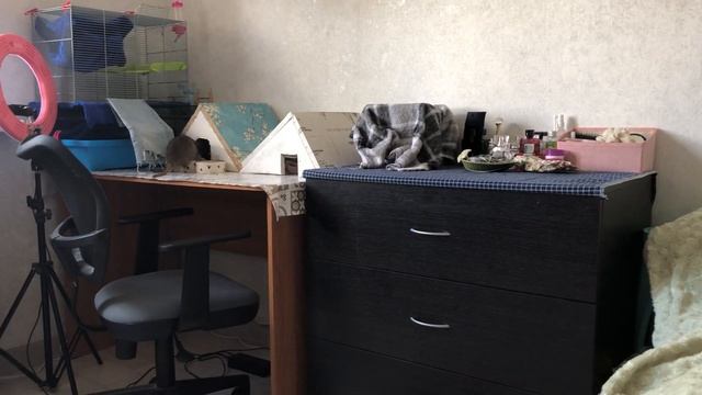 Как научить крысу отзываться на имя? ? смотреть онлайн