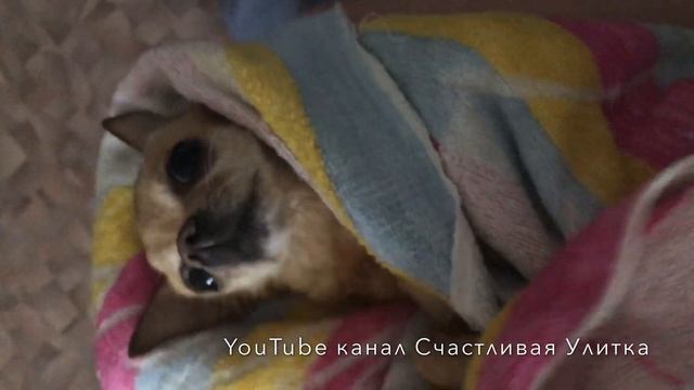 Чихуахуа после купания // SWIMMING CHIHUAHUA смотреть онлайн