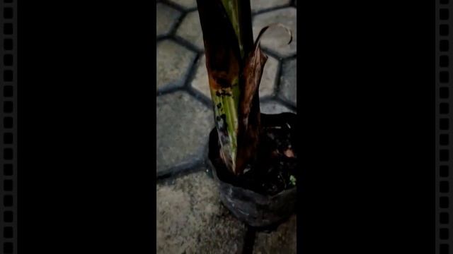 The Banana Variegated: A Rare and Exotic Tropical Plant for Your Garden смотреть онлайн