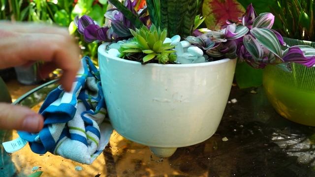 Sansevieria Tradescantia & Sempervivum Planter смотреть онлайн