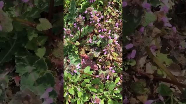 Как цветет Медуница? смотреть онлайн