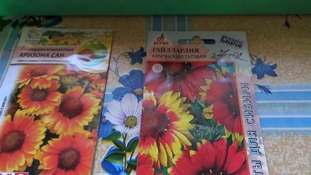 Гайлардия будет радовать с июня до заморозков, если...... смотреть онлайн