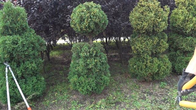 Formowanie Tui Brabant W  