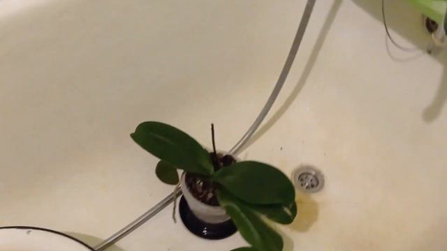 10.12.2022 Полив орхидей. Душ для орхидей. 🌹🌹🌹 смотреть онлайн