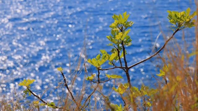 Zikaden Geräusche // Chant Des Cigales // Cicada Sounds // 蝉の鳴き声 // Pjesma Cvrčka