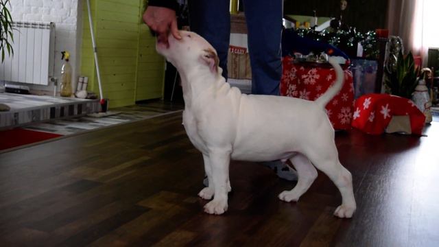 Бультерьера щенки предлагаются смотреть онлайн