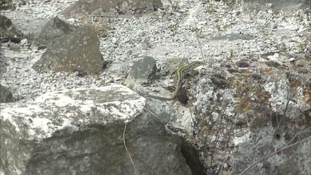 SOPARLA DE PERETE ITALIANA - CEA MAI RARA SOPARLA DIN ROMANIA ! смотреть онлайн