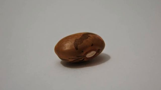 Canon PowerShot A470 Teste Macro por Luiz Felipe смотреть онлайн