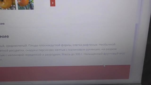 Гномы томатные поражают разнообразием цвета и вкуса! смотреть онлайн