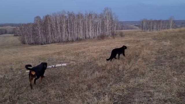 Good days with Luna the panther and rorweiler Venza смотреть онлайн