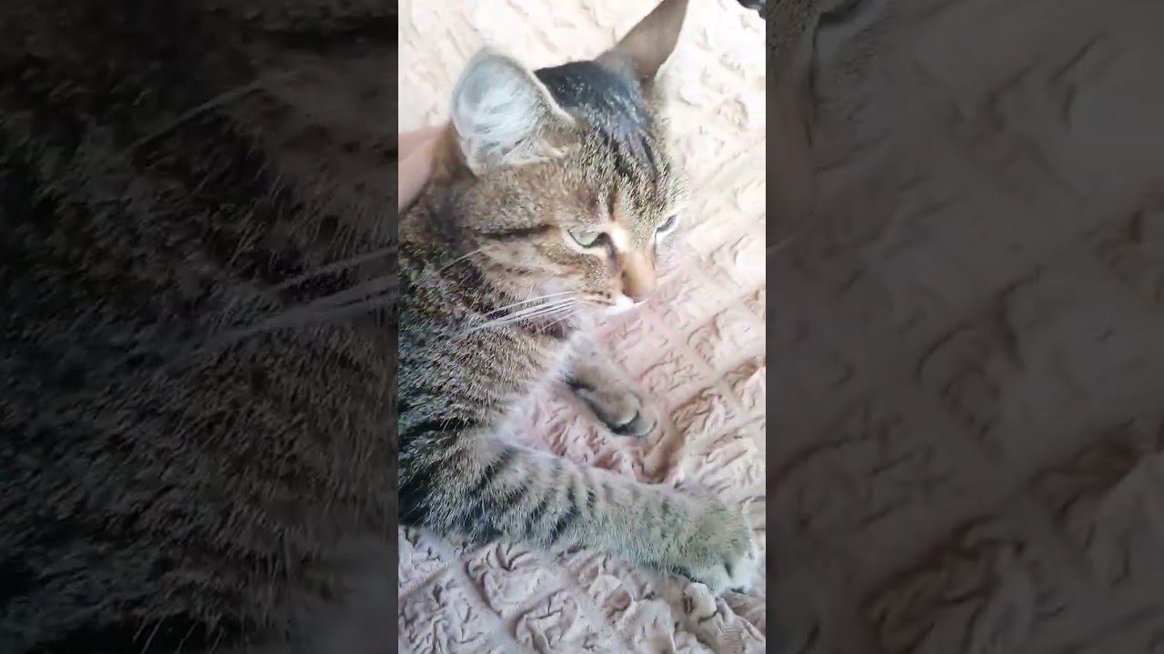 котик устал и хочет спать смотреть онлайн