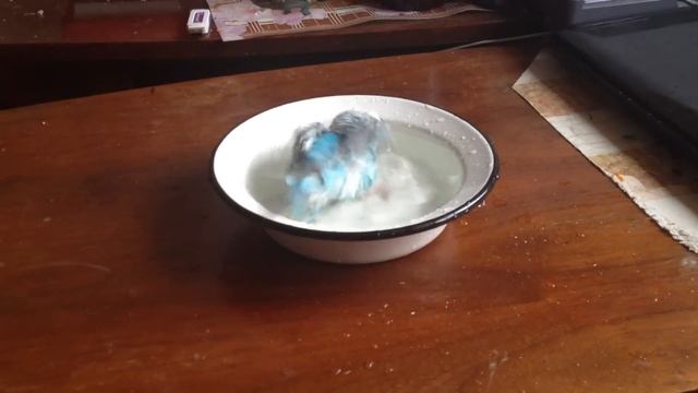 Купание волнистого попугая смотреть онлайн