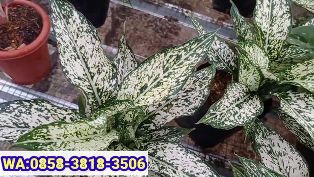 PROMO AGLAONEMA SUPER MURAH‼️serba 50.000an смотреть онлайн