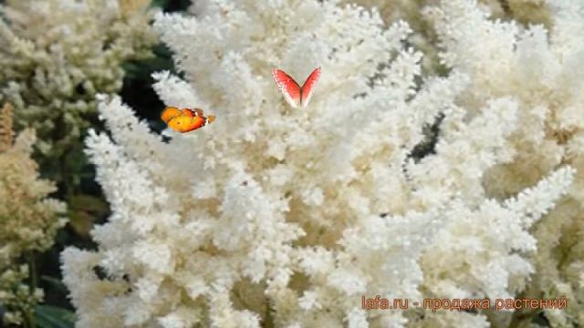 Астильба арендса Хэппи Дей ? астильба Хэппи Дей обзор: как сажать саженцы астильбы Хэппи Дей смотреть онлайн