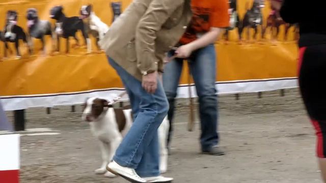 АПБТ. Моно май 2014г. Кобели, класс бэби. смотреть онлайн