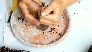 Плюмерия из семян часть 2 . Плюмерия или Франжипани выращивание дома из семян