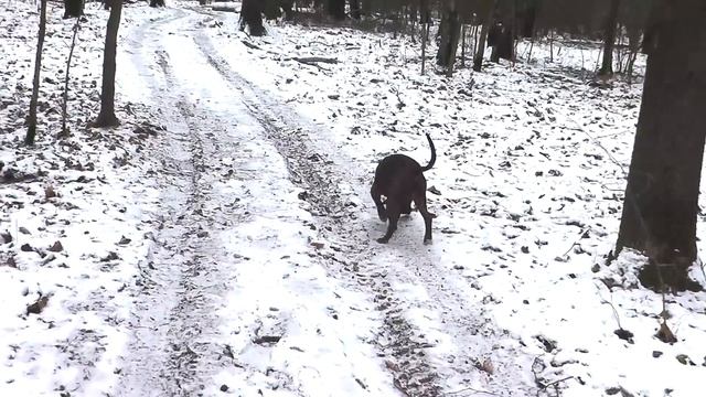 Отказник Питбуль Конор Нашел новую Семью. Отзыв новых хозяев о Коноре. Тяжелая судьба Питбуля... смотреть онлайн
