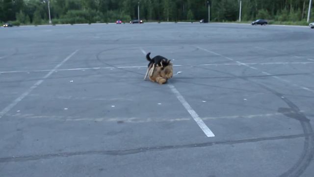 собака-недотраха) смотреть онлайн